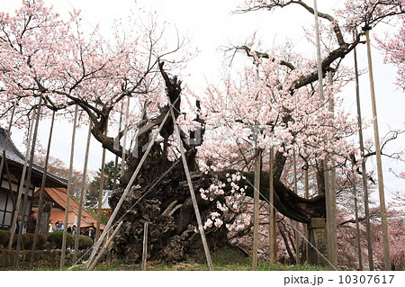 山高神代ザクラ 10307617