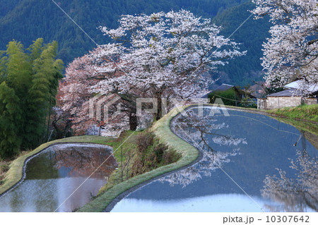 三多気の桜 10307642