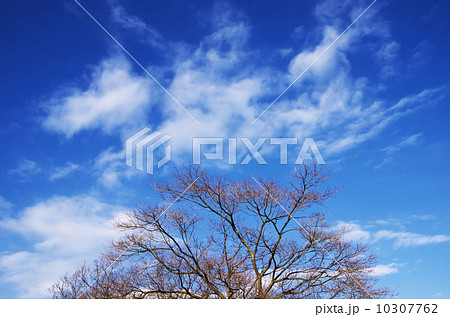 青空と雲と木 10307762