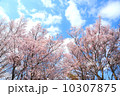 春到来 10307875