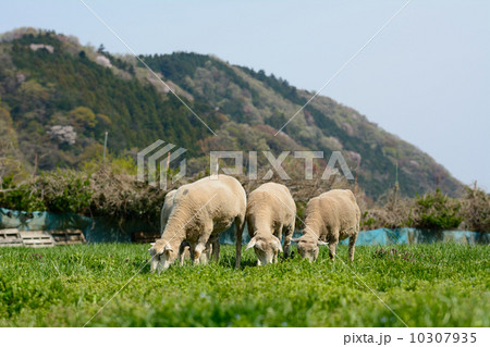牧場の羊 10307935