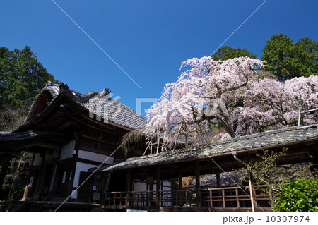 十輪寺の業平桜 10307974