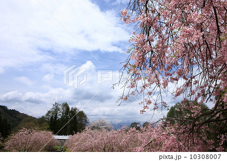 立屋の桜 10308007
