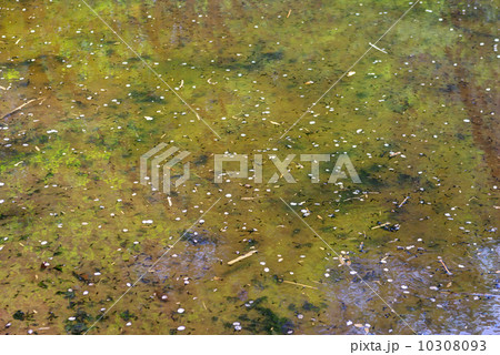 オタマジャクシが孵った池の水面 10308093