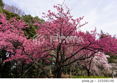 春の青空と寒緋桜 10308146