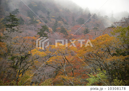 霧の中の石鎚の紅葉 霧の中の石鎚の紅葉 10308178