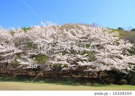 東伊豆町クロスカントリーコースの桜並木 東伊豆町クロスカントリーコースの桜並木 10308204