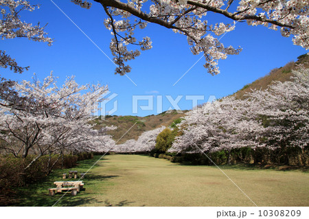 東伊豆町クロスカントリーコースの桜並木の写真素材