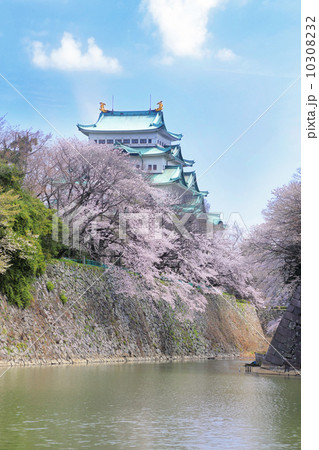 名古屋城と桜 10308232