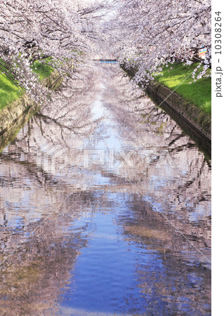 五条川の桜並木 五条川の桜並木 10308264