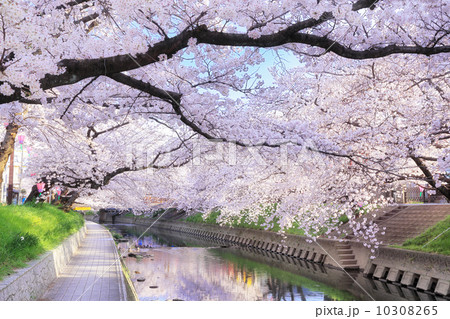 五条川の桜並木 10308265