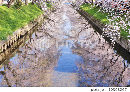 五条川の桜並木 10308267