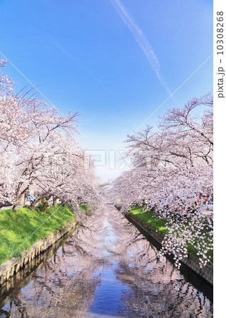五条川の桜並木 10308268