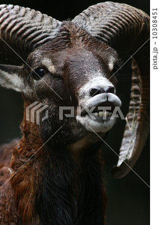 ムフロン(多摩動物公園) 10308451