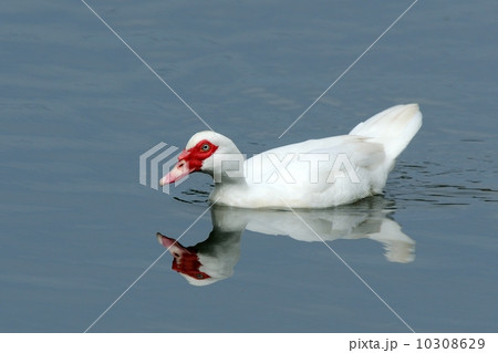 バリケン バリケン 10308629