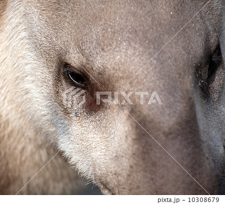 tapir snout closeup portrait tapir snout closeup portrait 10308679