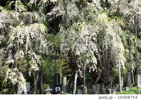 坪井のしだれ桜 10308754