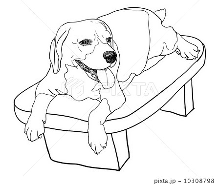 Beagle on chair 10308798
