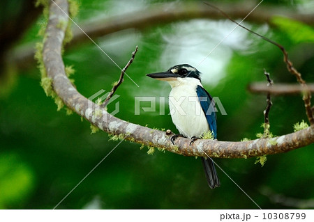 ナンヨウショウビン 10308799