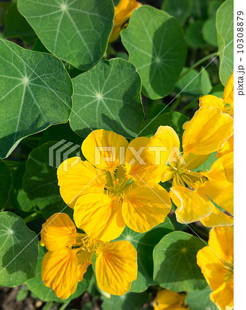 ナスタチウム 10308879