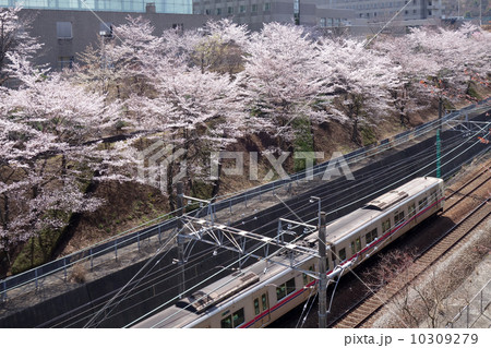 桜の下を走る電車 10309279