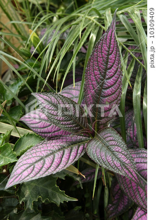 ストロビランテス・ダイエリアヌス 10309409