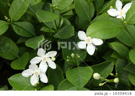 セイロンライティア セイロンライティア 10309418