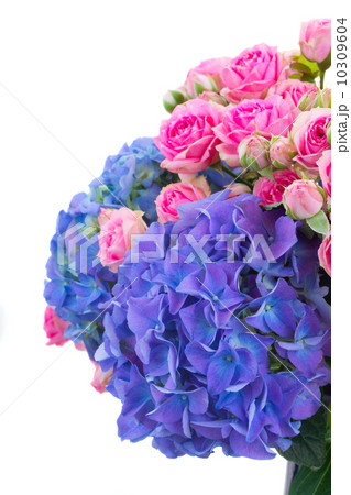 pink roses and blue hortensia flowers close up  10309604