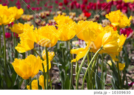 Bright colorful Tulips blossoms in spring Bright colorful Tulips blossoms in spring 10309630