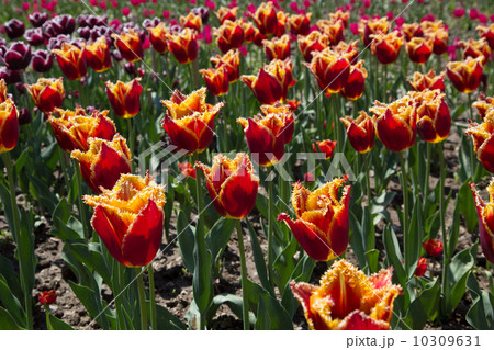 Group of red tulips in the park. Spring landscape. 10309631