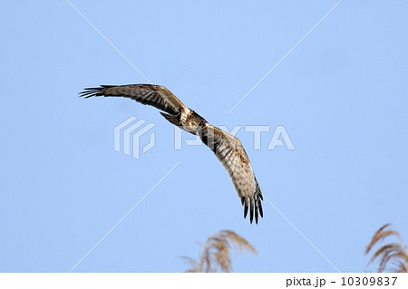 チュウヒ 10309837