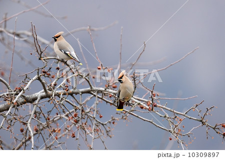 キレンジャク 10309897