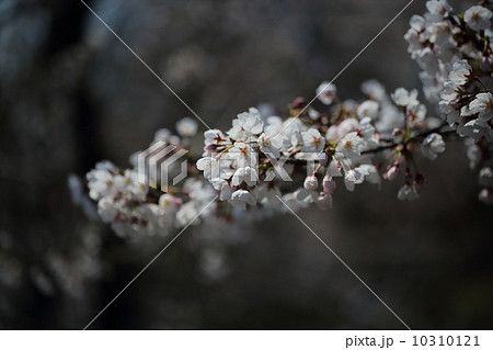 桜 10310121