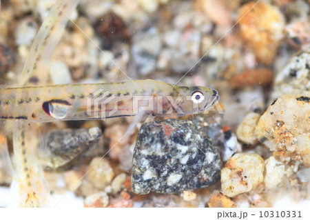 シロウオ 10310331