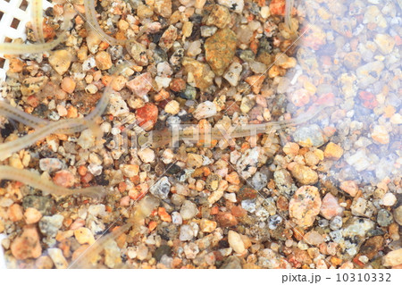 シロウオ 10310332