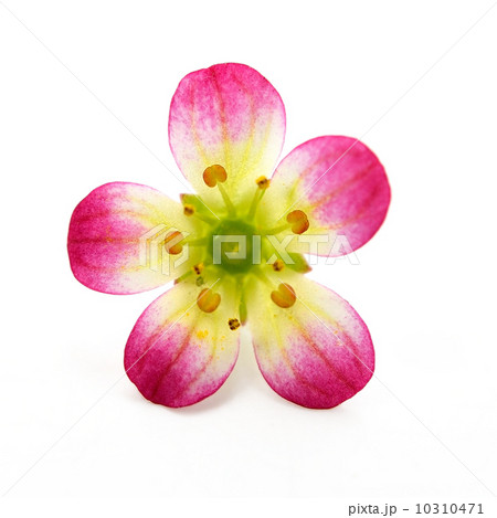 雲間草(クモマグサ) 雲間草(クモマグサ) 10310471