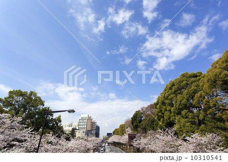 靖国通り　満開の桜 10310541
