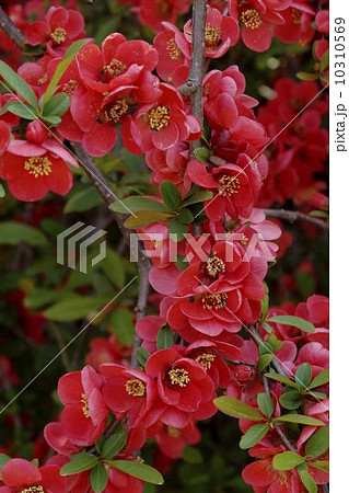 ボケの花　02 10310569