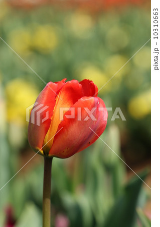 チューリップ 10310663