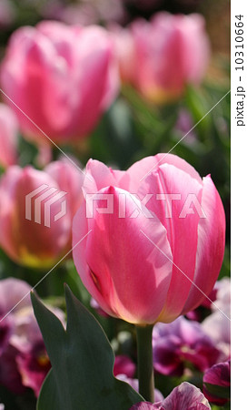 たくさんのチュリップ 10310664