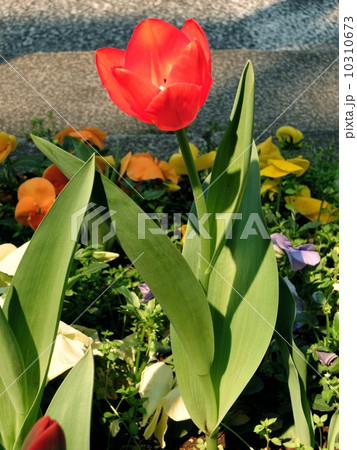 花畑 - 赤いチューリップ 10310673