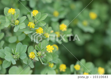 コメツブツメクサ０５ 10310683