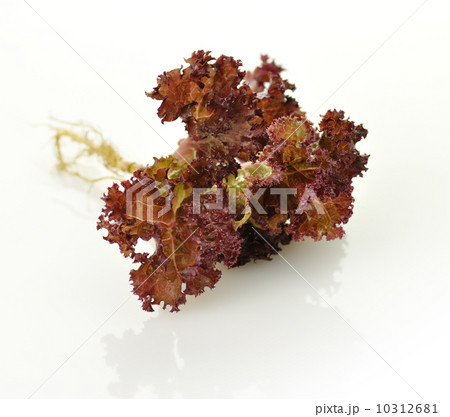 Red lettuce Red lettuce 10312681