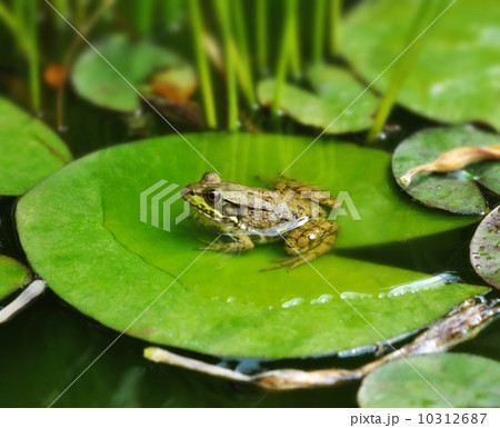 common water frog 10312687