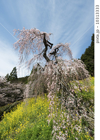 枝垂れ桜 10313333