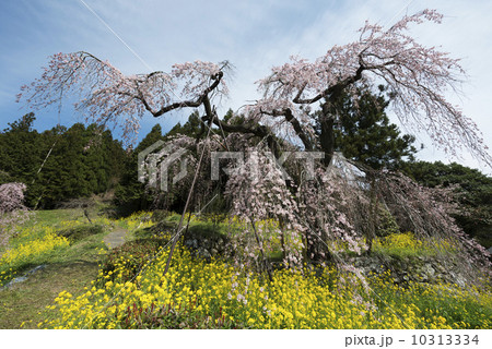 枝垂れ桜 10313334