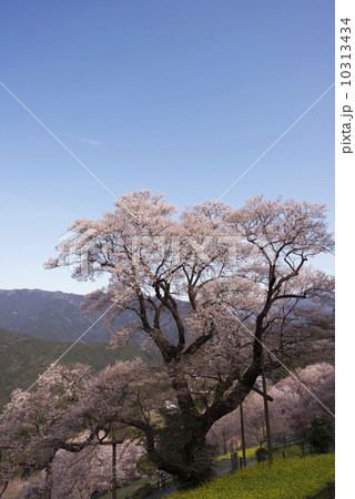 仁淀川町のひょうたん桜 仁淀川町のひょうたん桜 10313434
