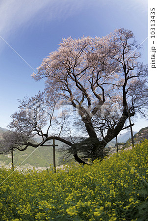 仁淀川町のひょうたん桜 仁淀川町のひょうたん桜 10313435