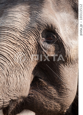 elephant eye elephant eye 10313512