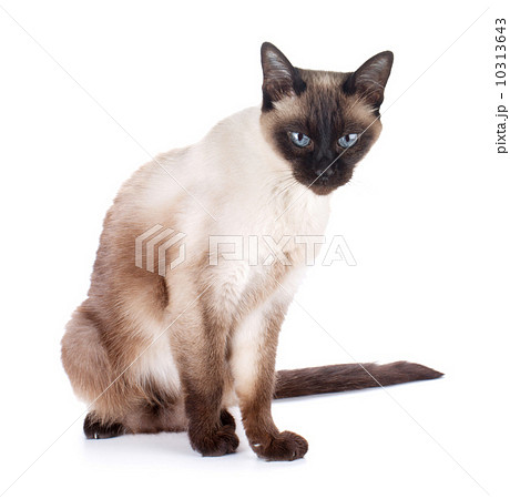 Siamese cat 10313643